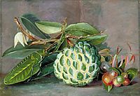 Custard Apple, Native -Gooseberry- of Sarawak, and Leaf Locust, 1878, north