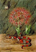 Flor Imperiale, Coral Snake and Spider, Brazil, 1873, north