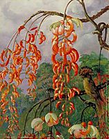 Flowers of a Coral Tree and King of the Flycatchers, Brazil, north