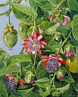 Flowers and Fruit of the Maricojas Passion Flower, Brazil, 1873, north