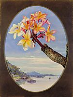Flowers of Jasmine Mango or Frangipani, Brazil, 1873, north