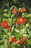 Flowers of the Pomegranate, Painted in Teneriffe, north