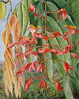Foliage and Flowers of the Burmese Thaw-Ka or Soka, 1876, north