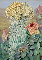 Giant Everlasting and Protea on the Hills near Port Elizabeth, 1882, north