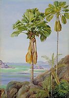 Male and Female Trees of the Coco de Mer in Praslin, 1883, north
