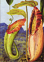 Nepenthes northiana, 1876, north