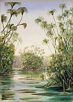 Papyrus or Paper Reed Growing in the Ciane, Sicily, 1870, north