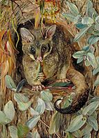 Possum up a Gum Tree, 1880, north