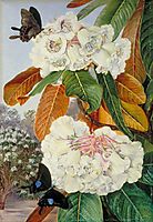 Rhododendron Falconeri from the Mountains of North India, 1878, north