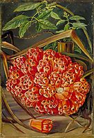 Ripe Fruit of a Screw Pine and a Sprig of Sandal Wood, 1870, north