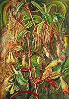 Seychelles Pitcher Plant and Bilimb Marron, 1883, north