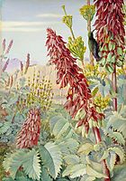 Touch-Me-Not and Sugar-Birds at Tulbagh, South Africa, 1882, north