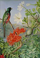 Two Flowering Shrubs of Natal and a Trogon, 1882, north