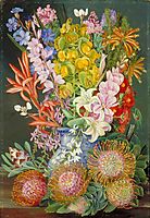 Wild Flowers of Ceres, South Africa, 1882, north