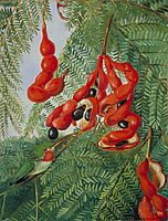 The Wild Tamarind of Jamaica with Scarlet Pod and Barbet, 1872, north