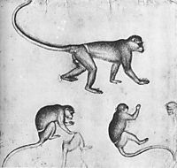 Apes, 1430, pisanello