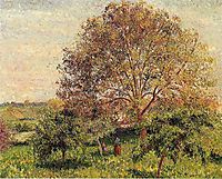 Walnut Tree in Spring, 1894, pissarro