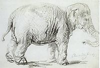 Hansken, 1637, rembrandt