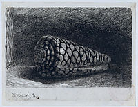 The shell -Conus Marmoreus-, 1650, rembrandt