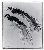 Two Studies Of A Bird Of Paradise, 1630, rembrandt