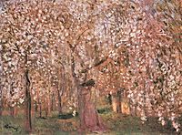 Cherry tree blossoms, ripplronai