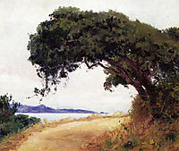 Point Lobos, Oak Tree, 1918, rose
