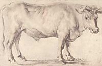 Bull, c.1620, rubens