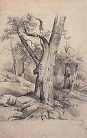 Oak, c.1850, savrasov