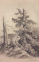 Spruce, c.1850, savrasov