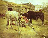 Bullocks, 1885, serov