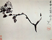 Chrysantheme, 16, shanren