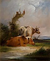 Cows, White Cow Standing, shayer