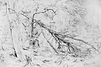 Broken Birch, 1872, shishkin