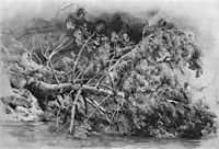 Fallen tree. Siverskaya, 1879, shishkin