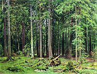 Forest in Mordvinovo, 1891, shishkin