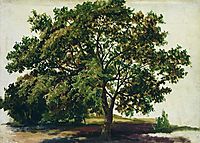 Oak, 1889, shishkin
