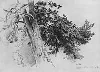 Part of the trunk of a pine. Mary-Howe, 1890, shishkin