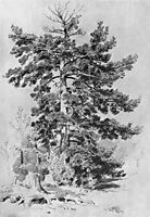 Pine, 1889, shishkin