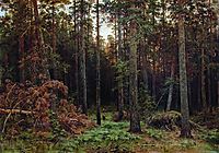 Pine forest , 1885, shishkin