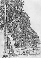 Pines on the beach, 1877, shishkin