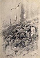 Tree roots, shishkin
