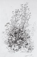 Wildflowers, 1884, shishkin