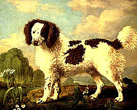 Brown and White Norfolk or Water Spaniel, 1778, stubbs