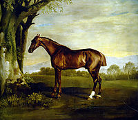 A Chestnut Racehorse, stubbs