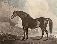 Marske Horse, stubbs