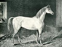 Messenger Horse, stubbs