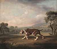 Spanish Pointer, stubbs