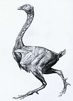 Study of a Fowl, Lateral View, with skin and underlying fascial layers removed, from -A Comparative Anatomical Exposition of the Structure of the Human Body with that of a Tiger and a Common Fowl-, stubbs
