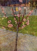 Almond Tree in Blossom, 1888, vangogh