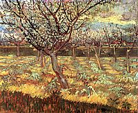 Apricot Trees in Blossom, 1888, vangogh